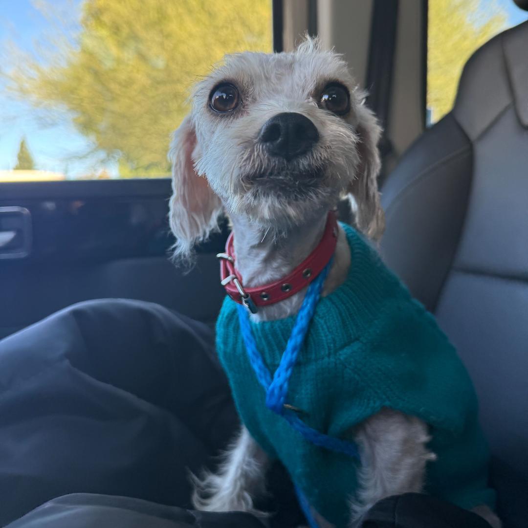 Enlarge Nena, an adopted mixed breed in Los Angeles, CA image 1/5