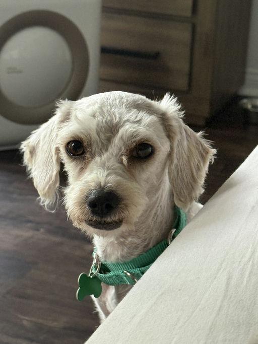 Enlarge Nena, an adopted mixed breed in Los Angeles, CA image 4/5