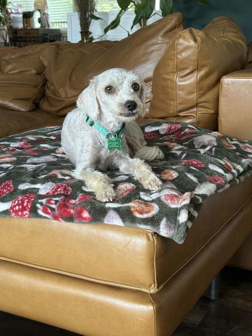 Enlarge Nena, an adopted mixed breed in Los Angeles, CA image 5/5