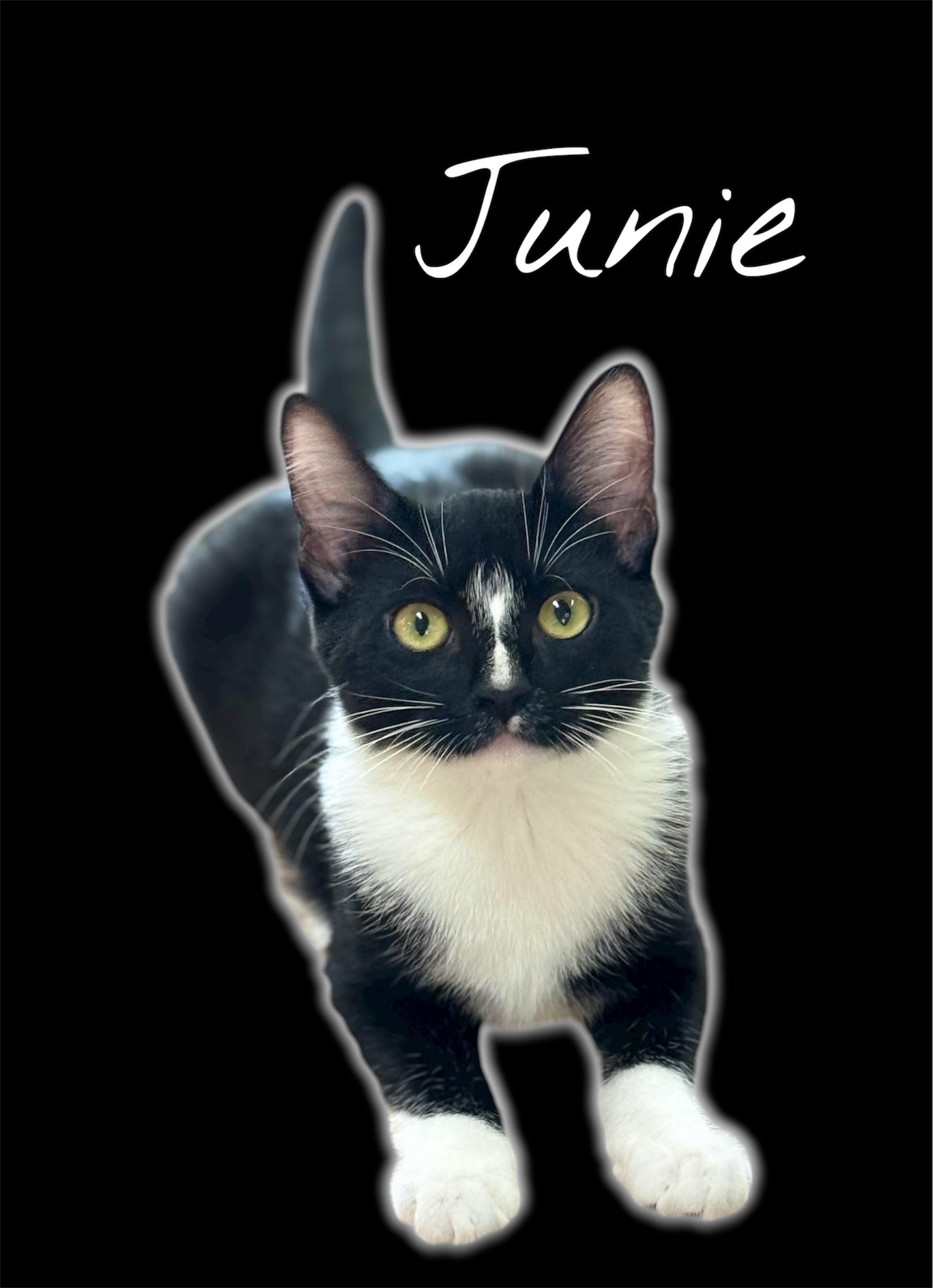 Junie, Adoptable, Kitten Female Domestic Short Hair.