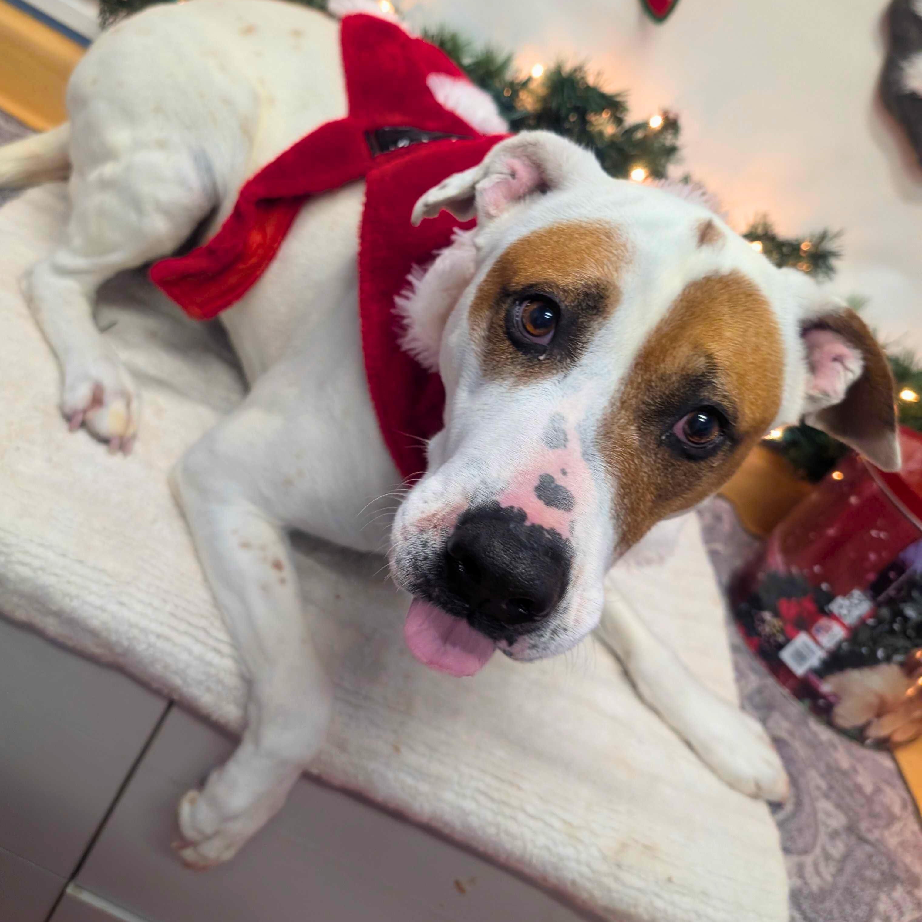 Daisy Mae, a Adoptable mixed breed in Ridgway, CO image 1/6