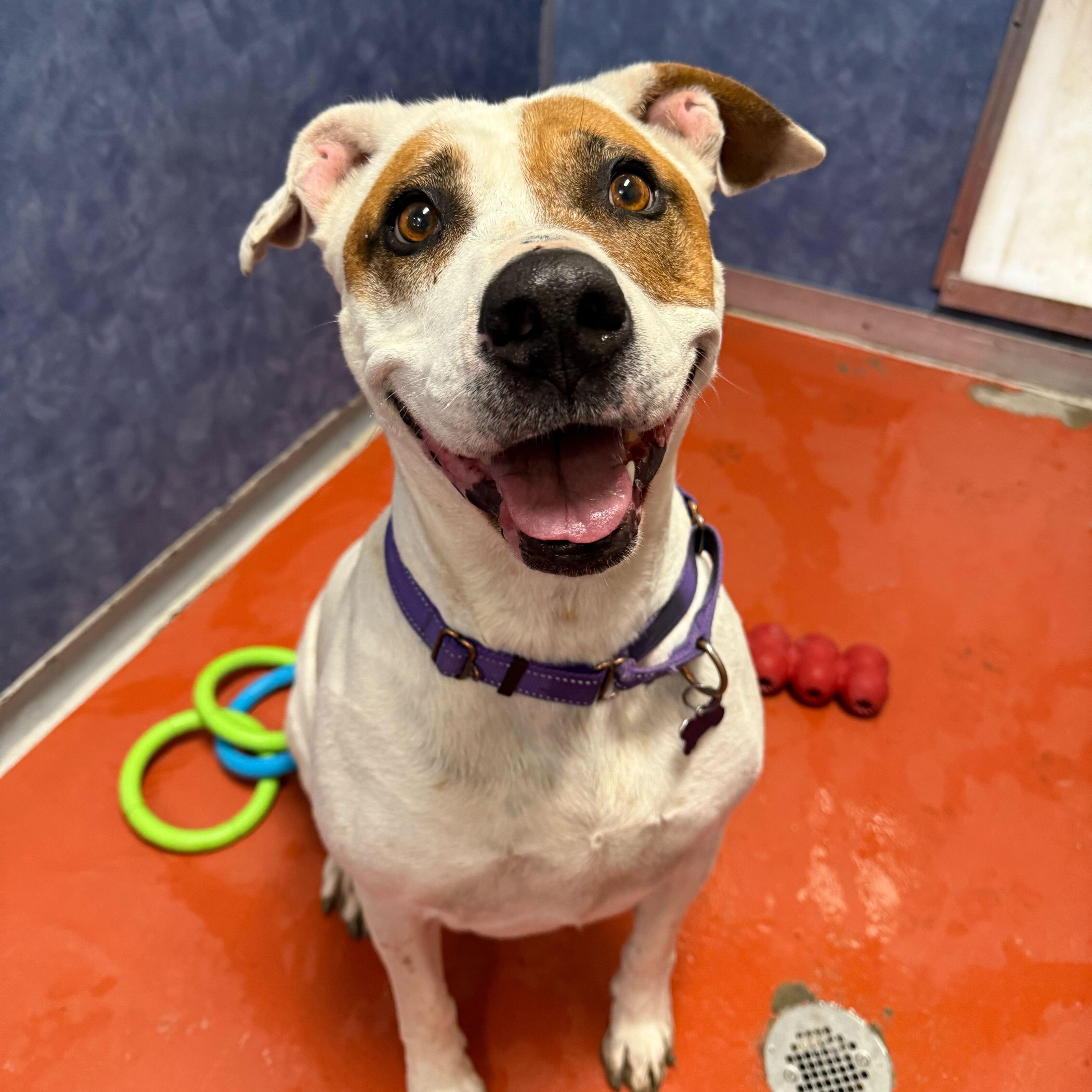 Daisy Mae, a Adoptable mixed breed in Ridgway, CO image 2/6