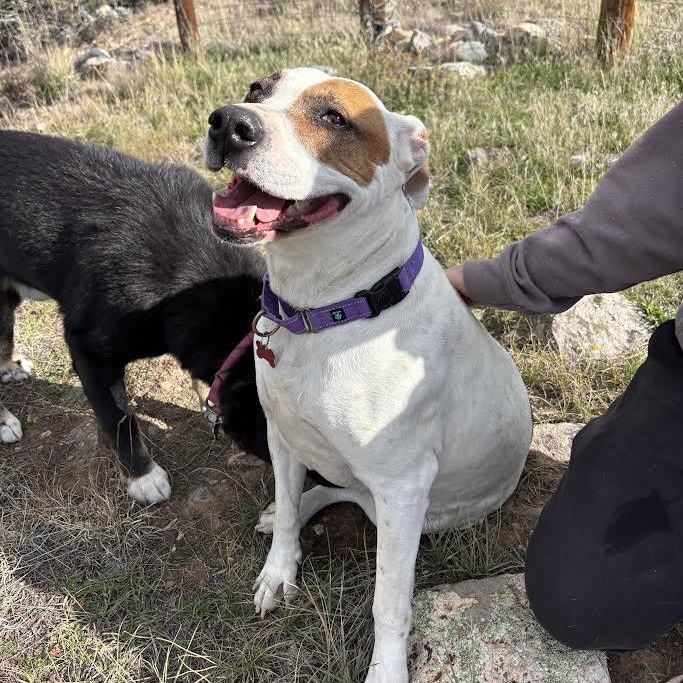 Daisy Mae, a Adoptable mixed breed in Ridgway, CO image 3/6