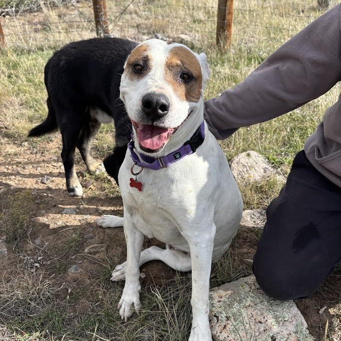 Daisy Mae, a Adoptable mixed breed in Ridgway, CO image 4/6