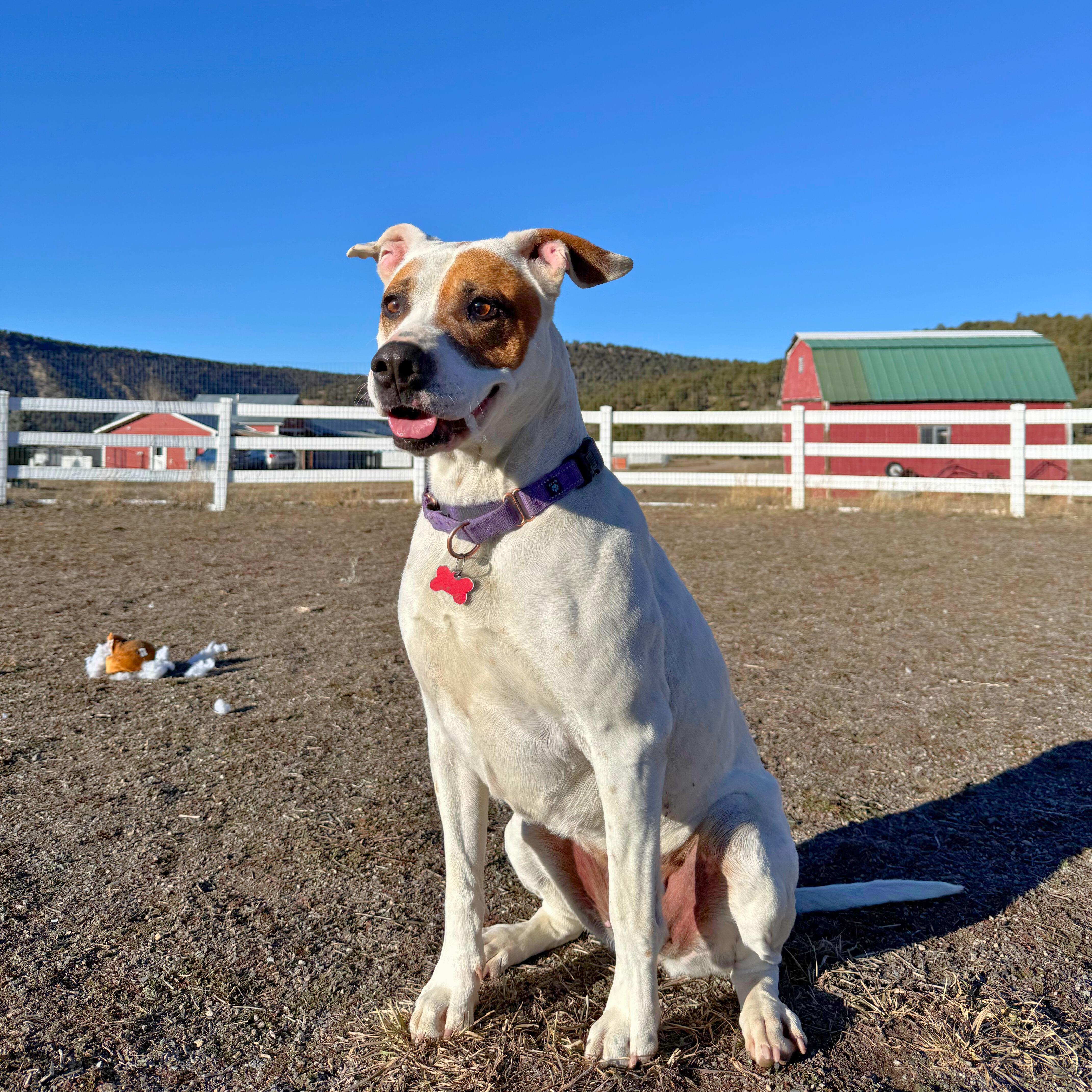 Daisy Mae, Adoptable, Senior Female Pit Bull Terrier.
