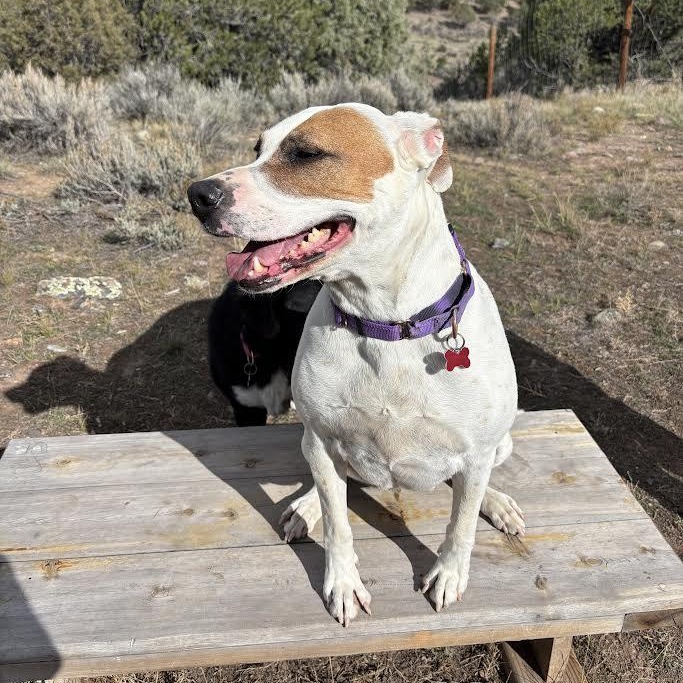 Daisy Mae, a Adoptable mixed breed in Ridgway, CO image 6/6