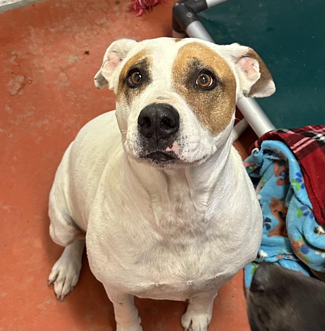 Daisy Mae, a Adoptable mixed breed in Ridgway, CO image 5/6