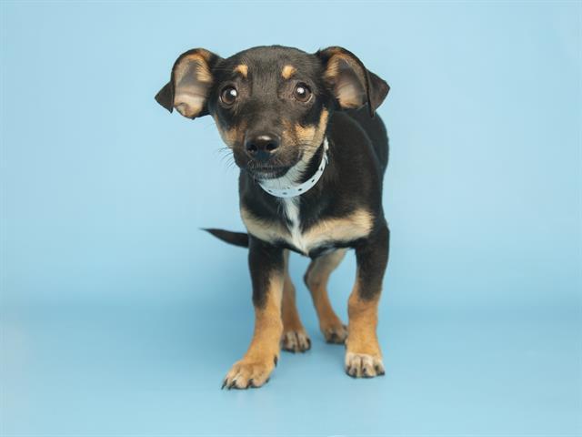 BILL, Adoptable, Puppy Male Chihuahua & Mixed Breed.