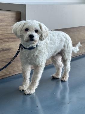 Pookie Adoption Pending, Adoptable, Adult Male Maltese.