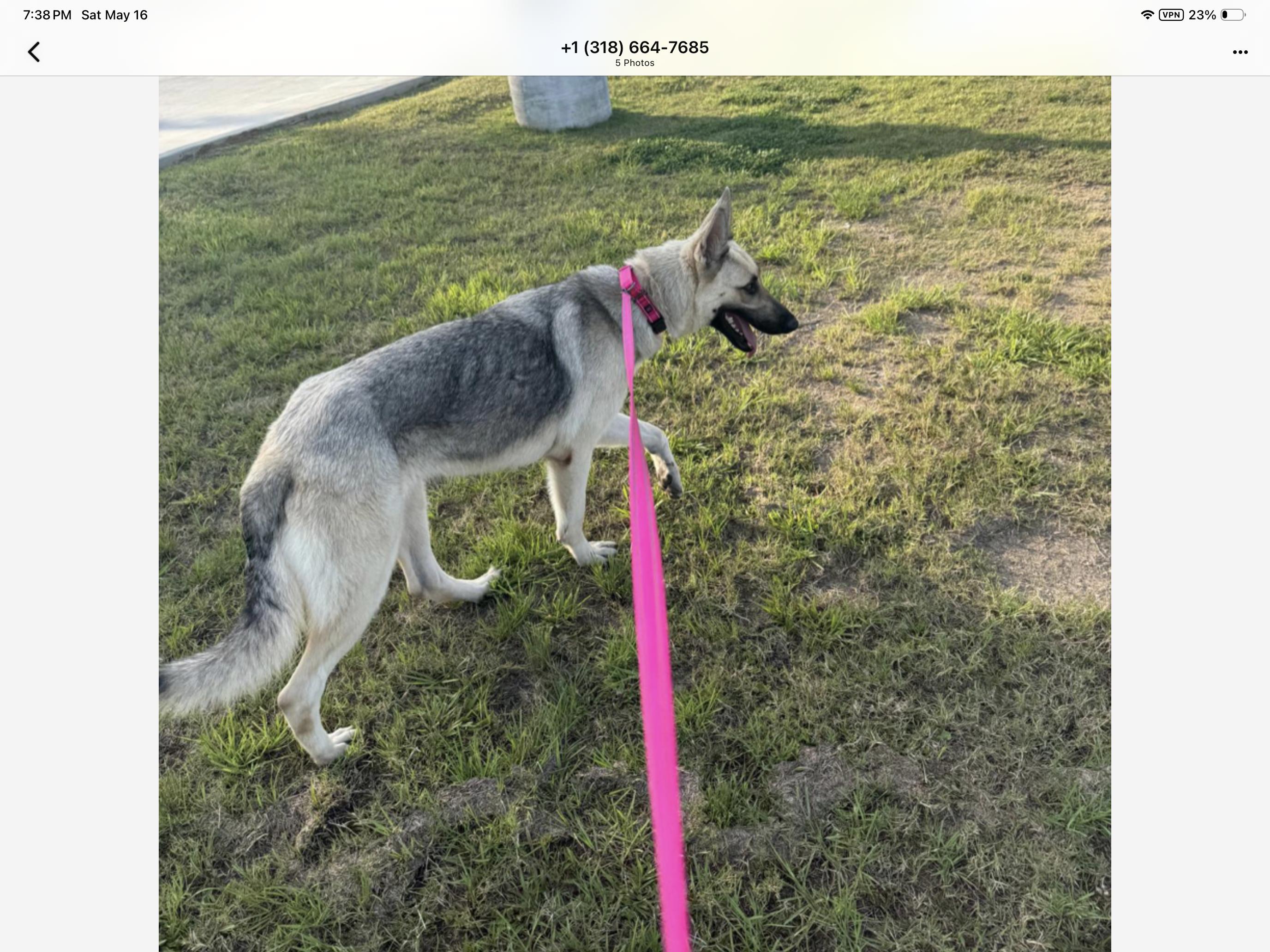 Molly, a ADOPTABLE German Shepherd Dog in Rome, GA image 3/3