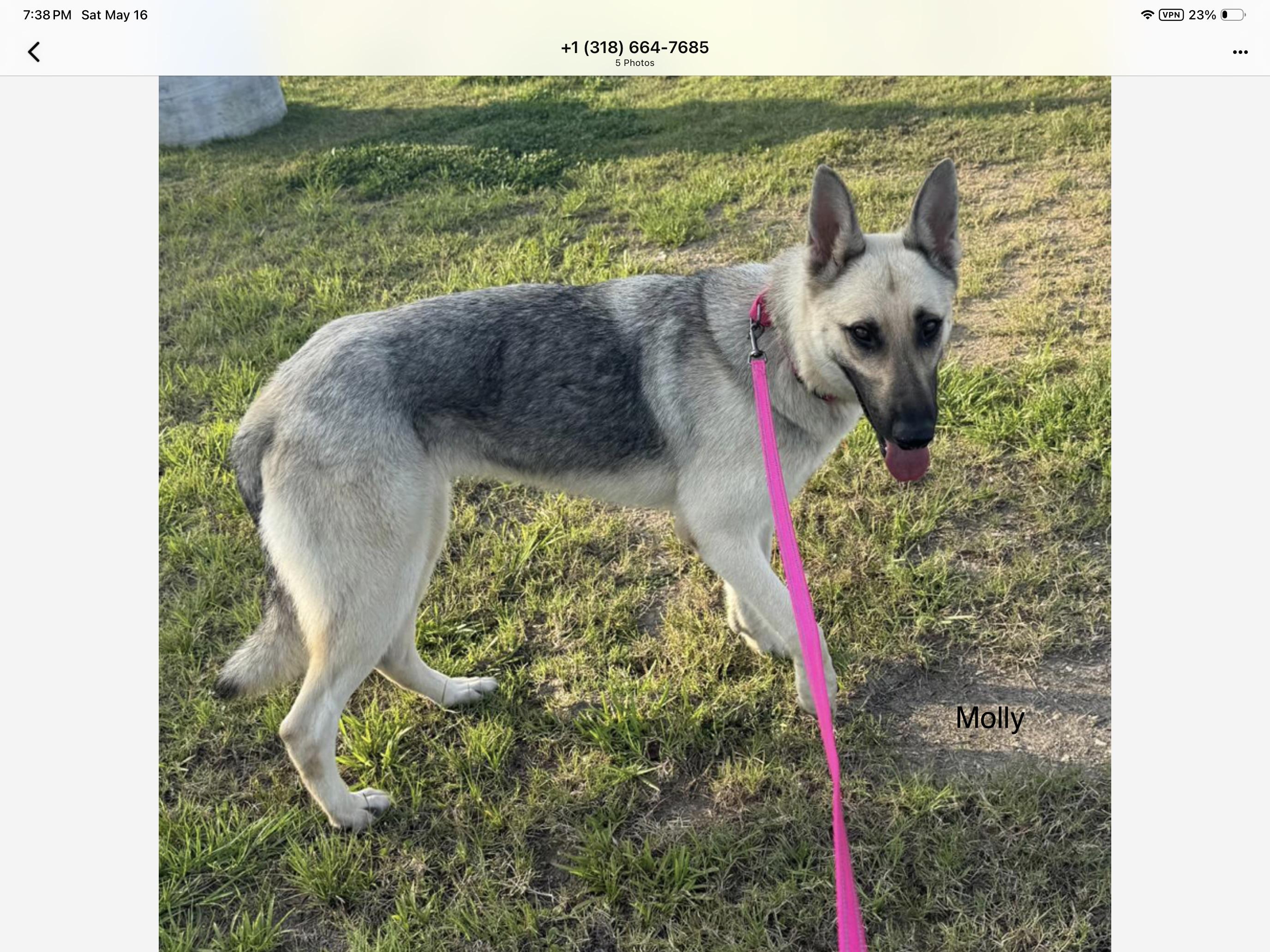 Molly, ADOPTABLE, Adult Female German Shepherd Dog.