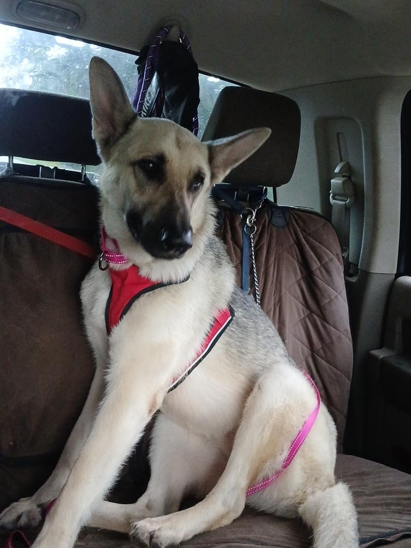Molly, a ADOPTABLE German Shepherd Dog in Rome, GA image 2/3