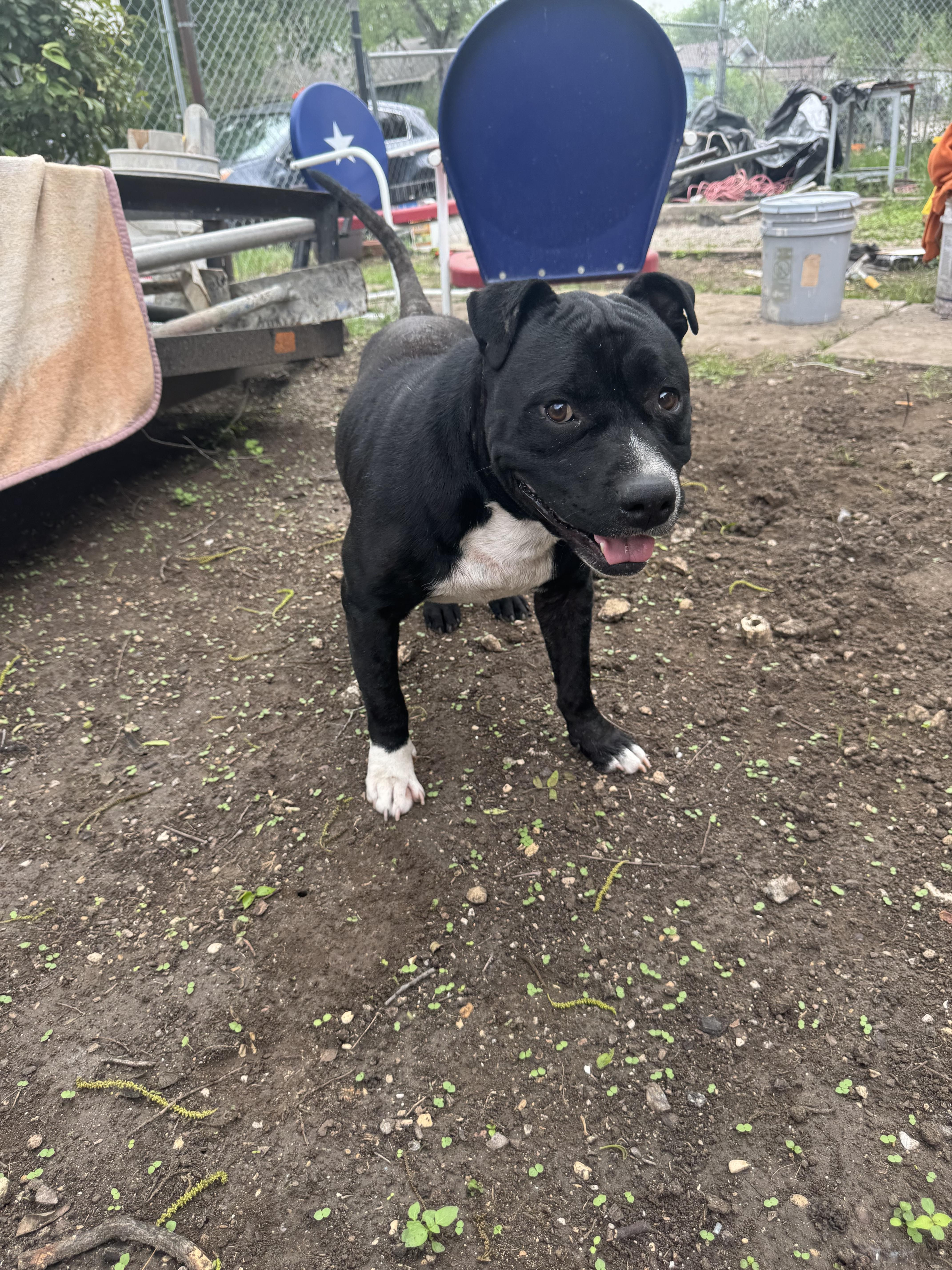 Romeo, a ADOPTABLE American Bully in San Antonio, TX image 5/5