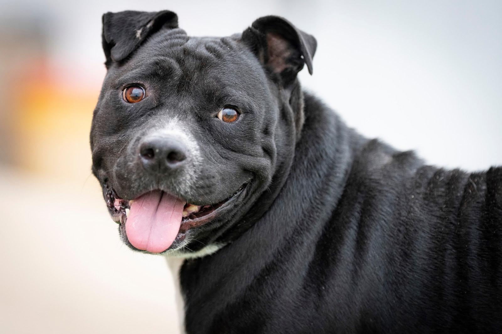 Enlarge Romeo, a Adoptable American Bully in San Antonio, TX image 2/4