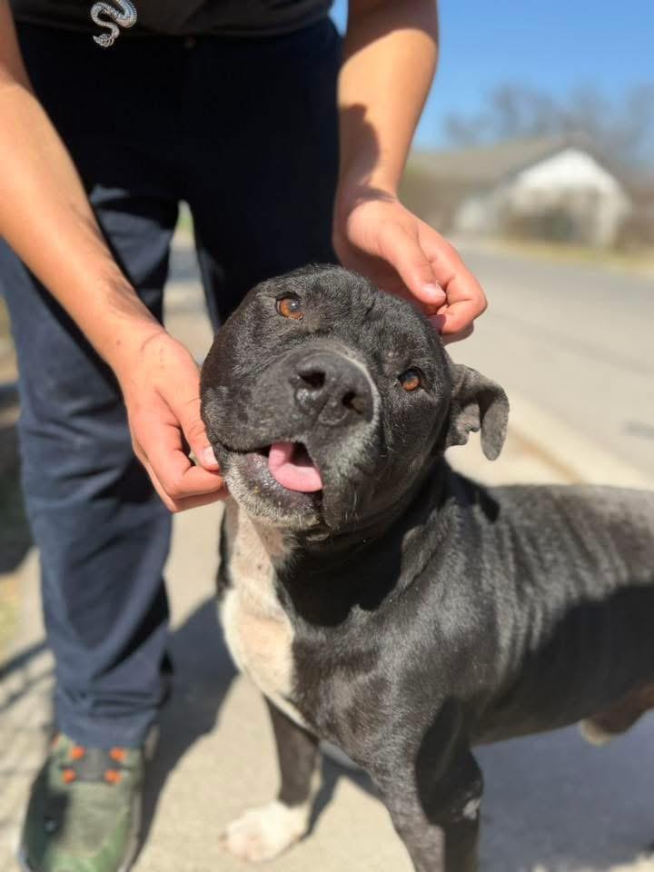 Romeo, a ADOPTABLE American Bully in San Antonio, TX image 4/5