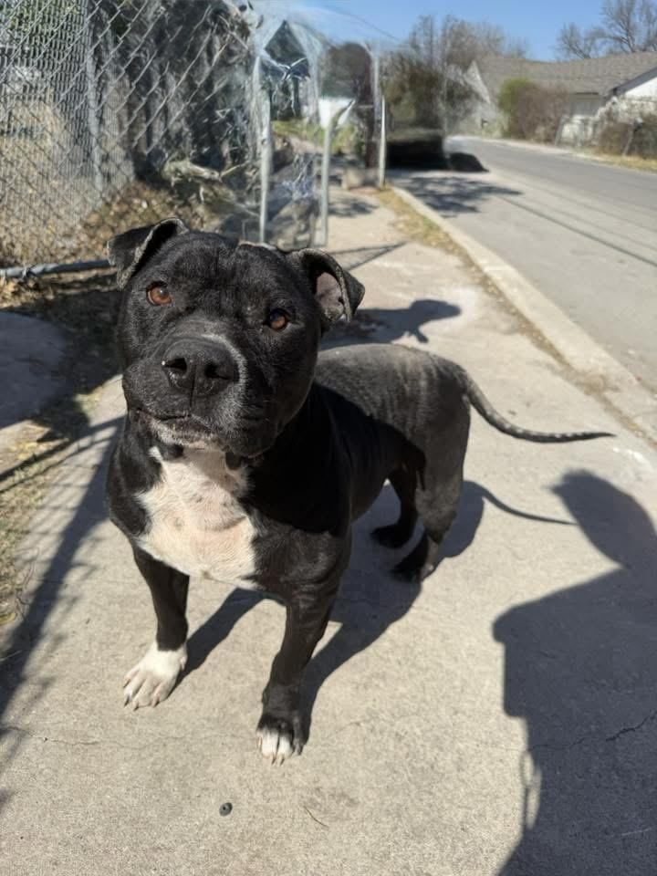 Romeo, ADOPTABLE, Adult Male American Bully.