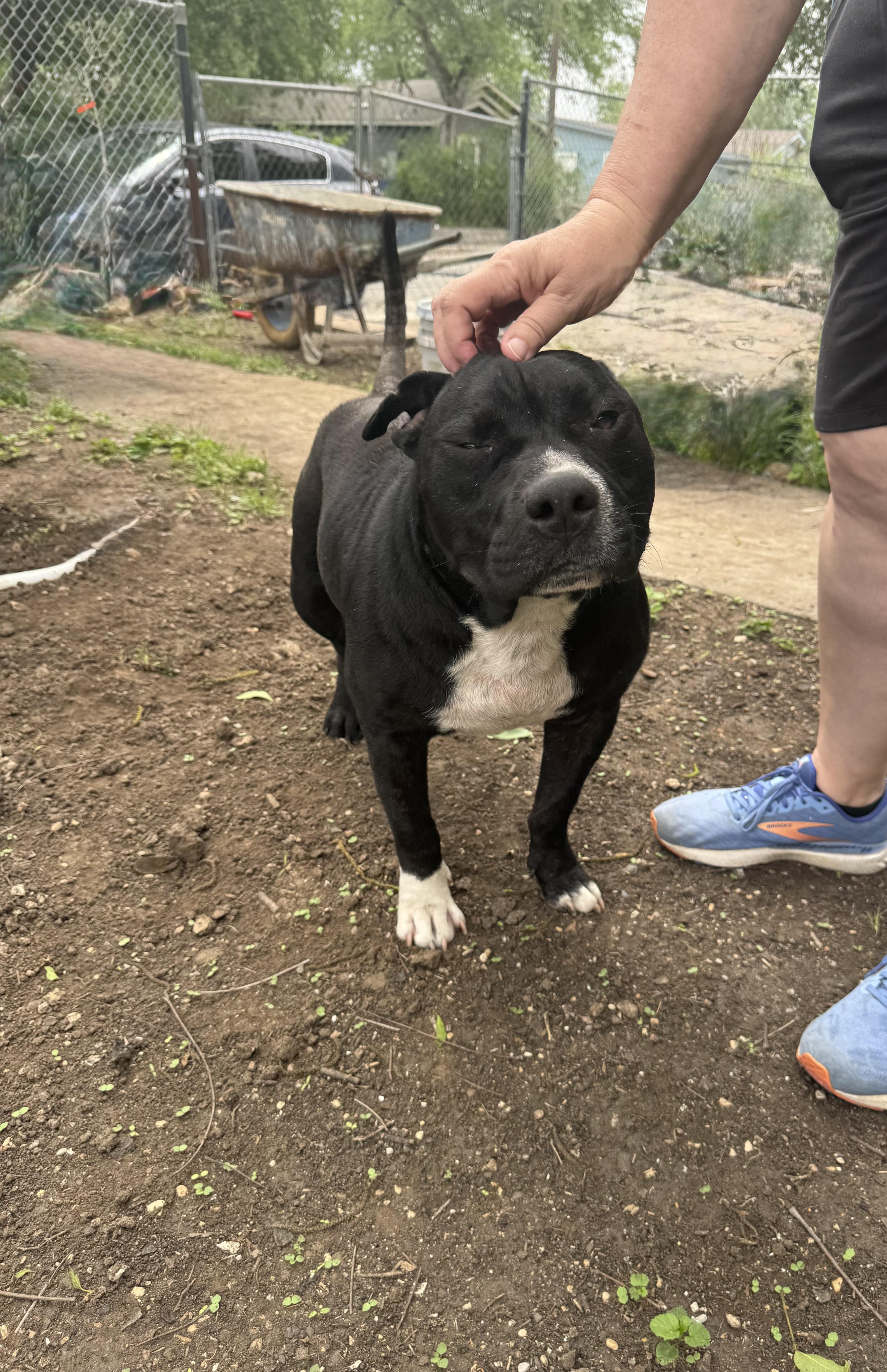 Romeo, a ADOPTABLE American Bully in San Antonio, TX image 2/5