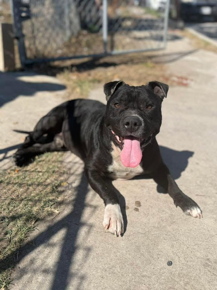 Romeo, a ADOPTABLE American Bully in San Antonio, TX image 3/5