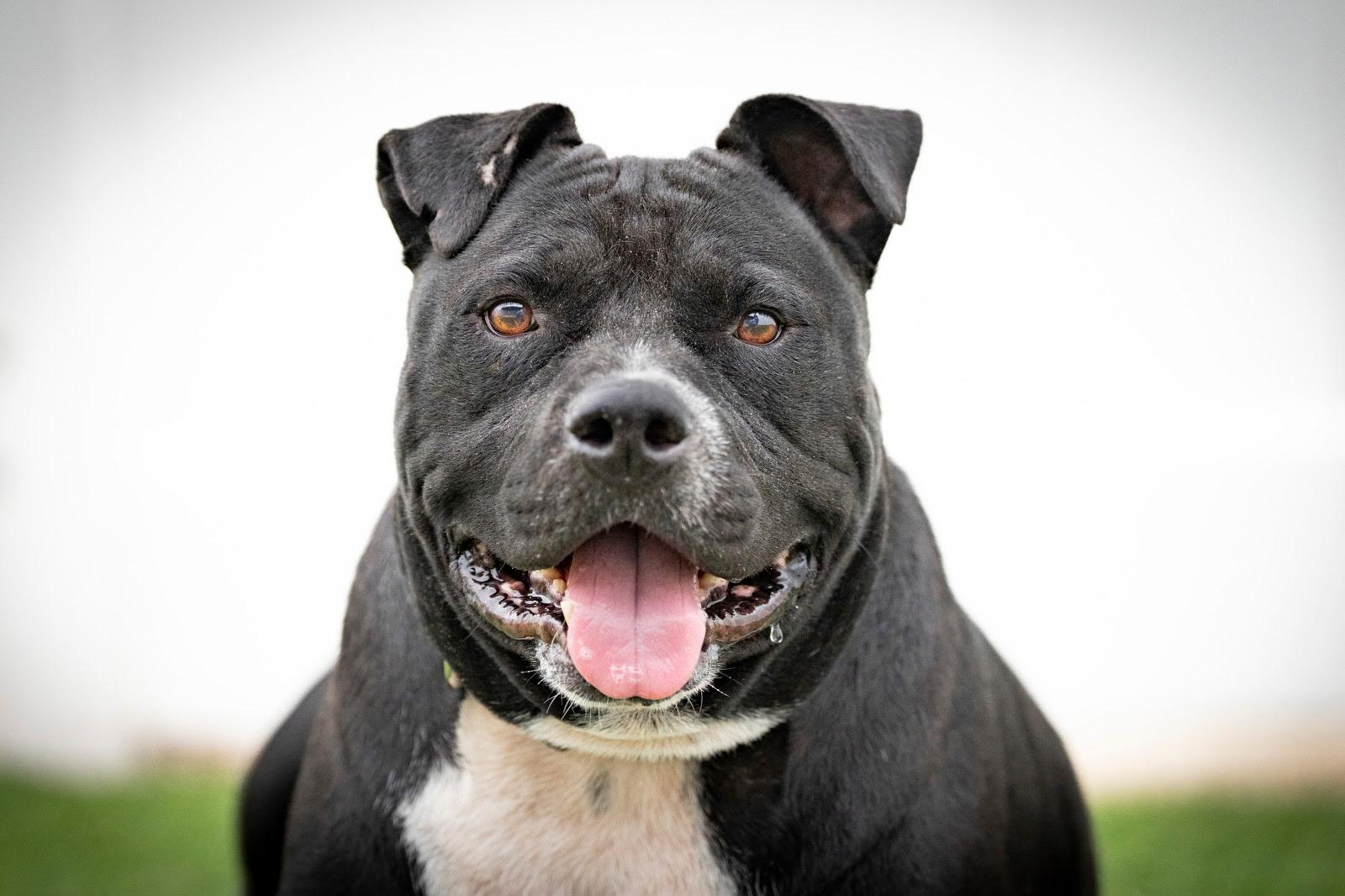 Enlarge Romeo, a Adoptable American Bully in San Antonio, TX image 4/4