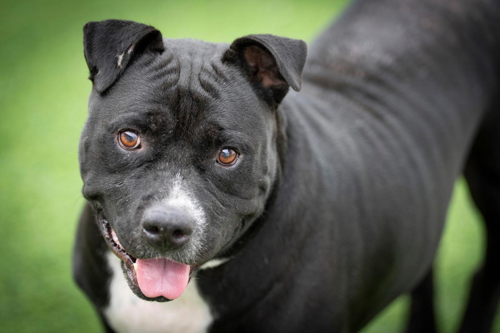 Enlarge Romeo, a Adoptable American Bully in San Antonio, TX image 1/4