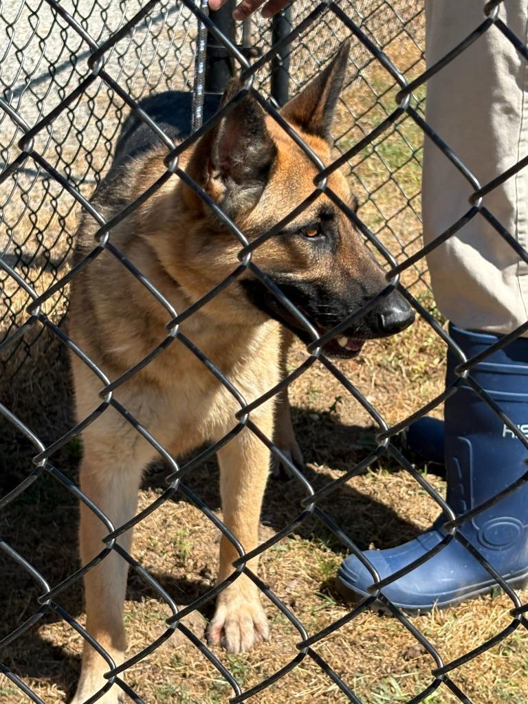 Willow, Adoptable, Young Female Shepherd.