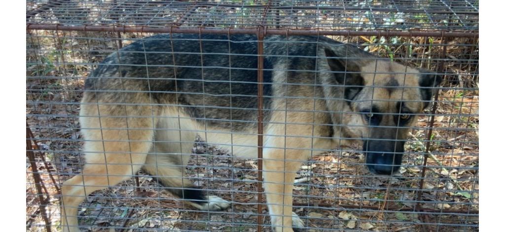 Willow, Adoptable, Young Female Shepherd.
