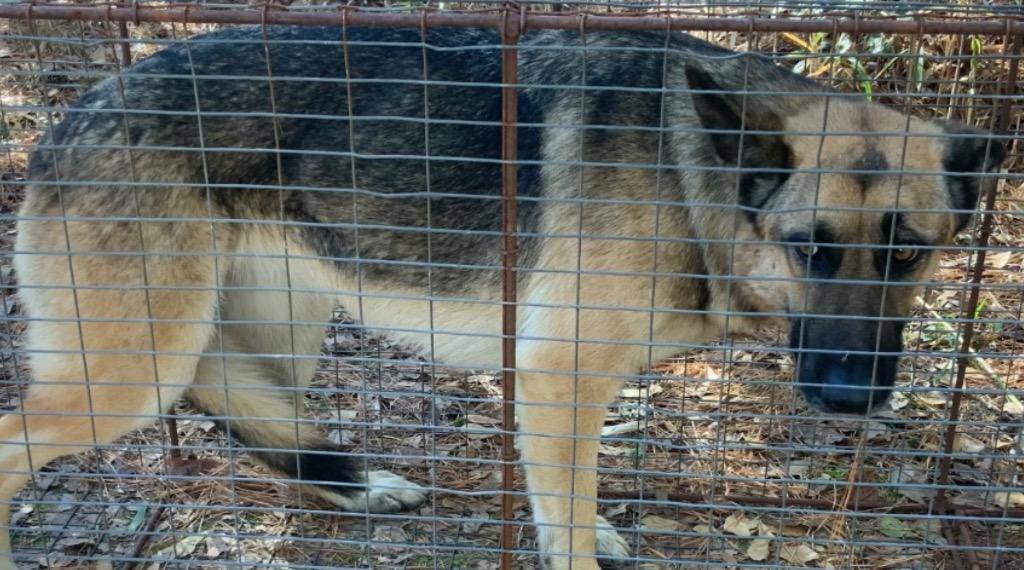 Enlarge Willow, a Adoptable Shepherd in Effingham, SC image 3/4