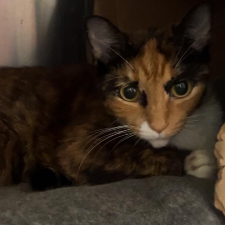 Callie O'Malley, Adoptable, Adult Female Domestic Short Hair.