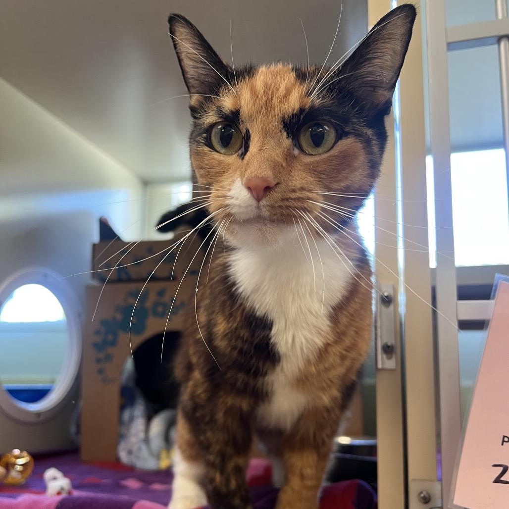 Enlarge Callie O'Malley, a Adoptable Domestic Short Hair in West Olive, MI image 4/5