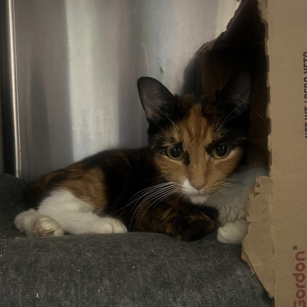 Enlarge Callie O'Malley, a Adoptable Domestic Short Hair in West Olive, MI image 5/5