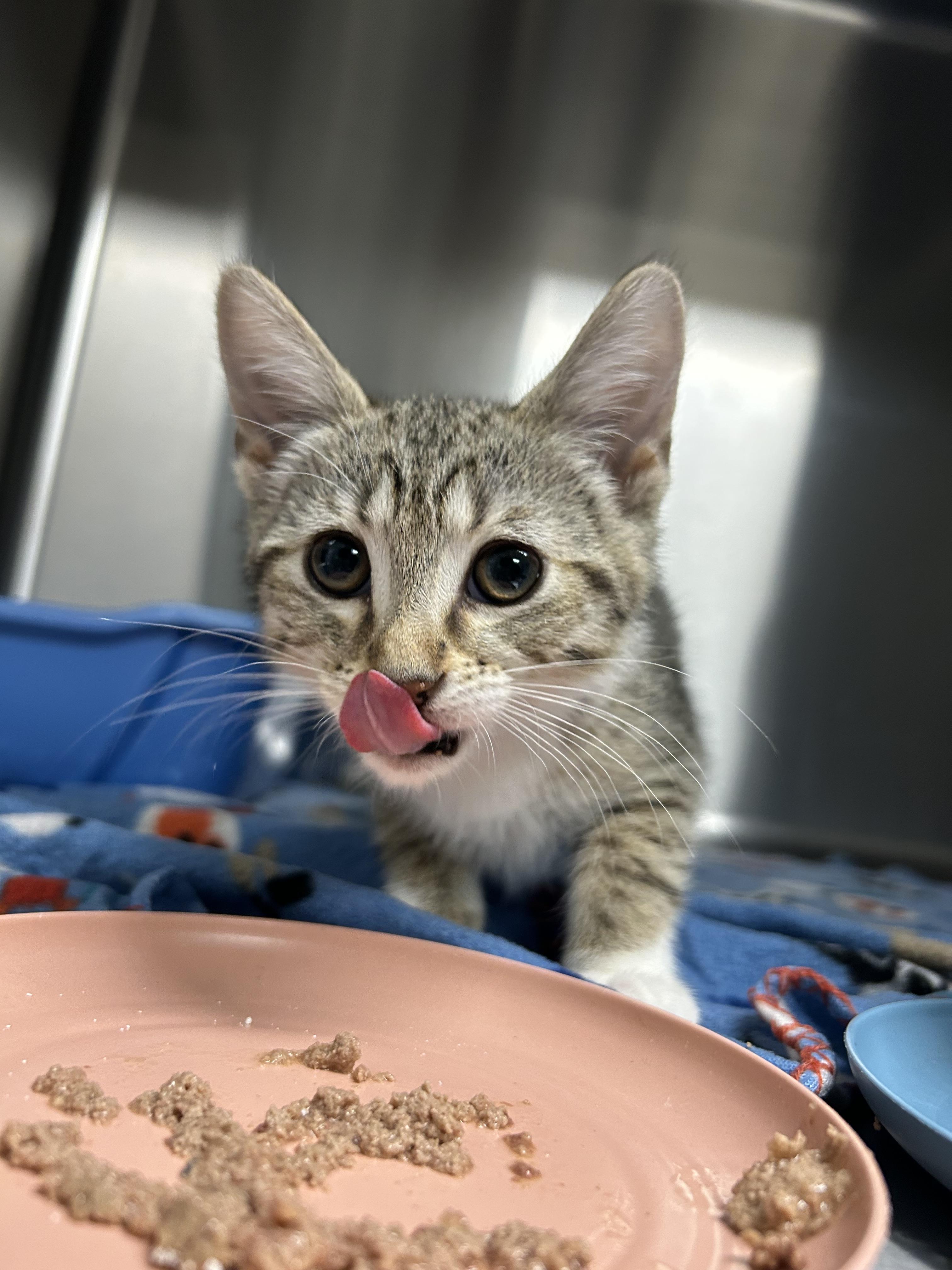 Rey, Adoptable, Kitten Female Domestic Short Hair.