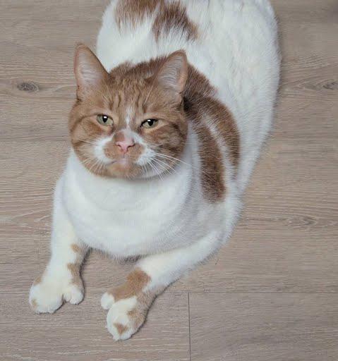 Enlarge Tiny (polydactyl), a ADOPTABLE Domestic Short Hair in Little Falls, MN image 1/6