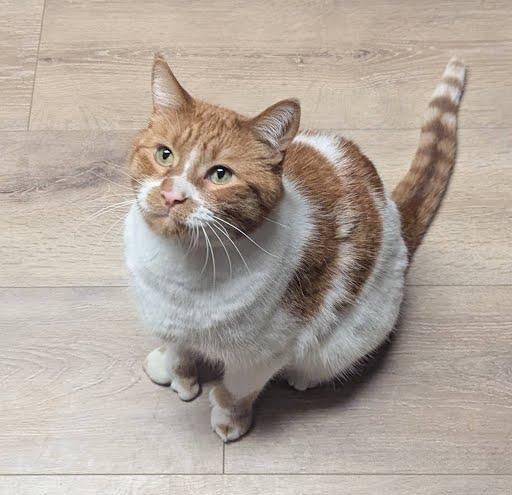 Enlarge Tiny (polydactyl), a ADOPTABLE Domestic Short Hair in Little Falls, MN image 6/6