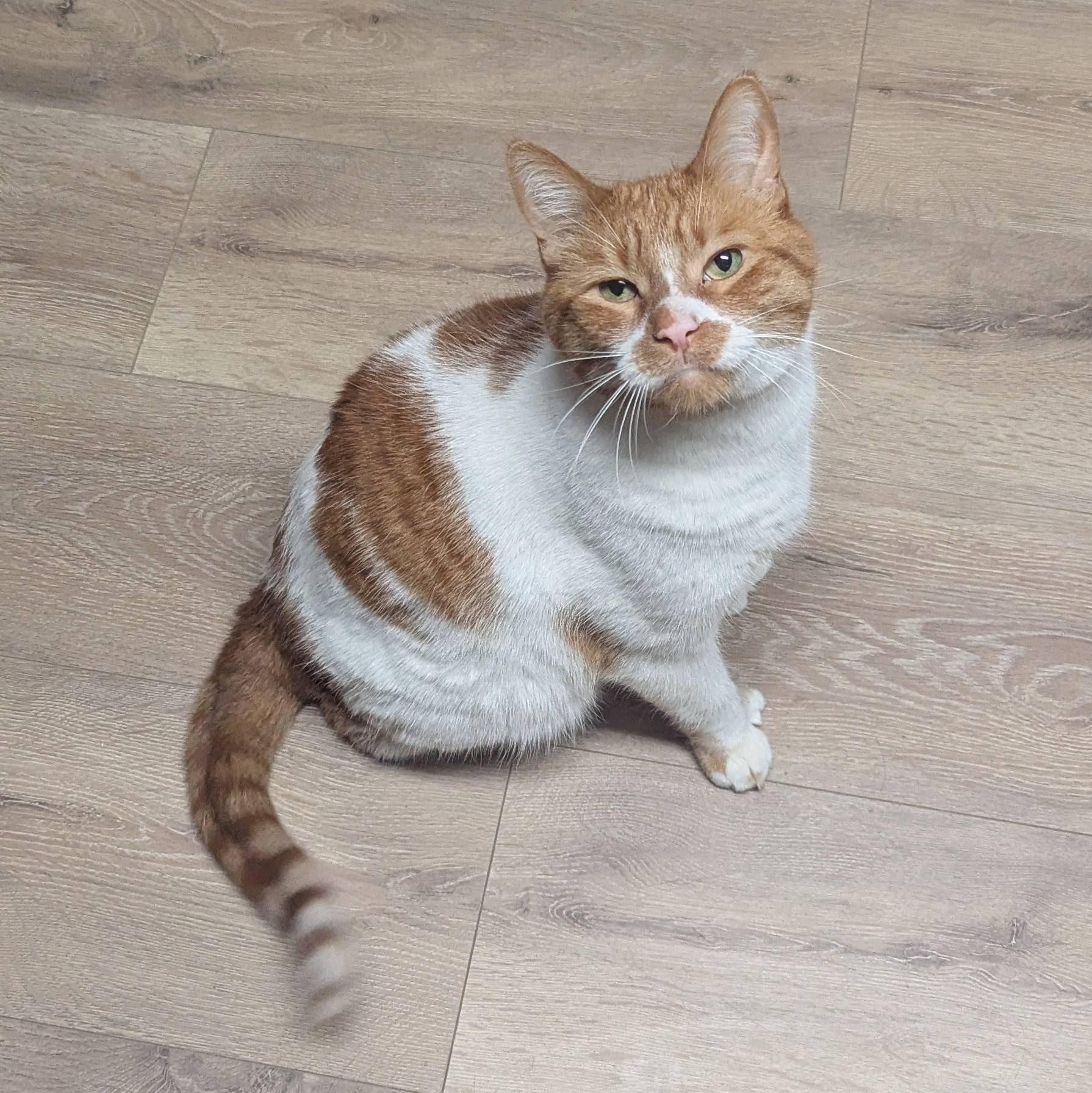 Enlarge Tiny (polydactyl), a ADOPTABLE Domestic Short Hair in Little Falls, MN image 5/6