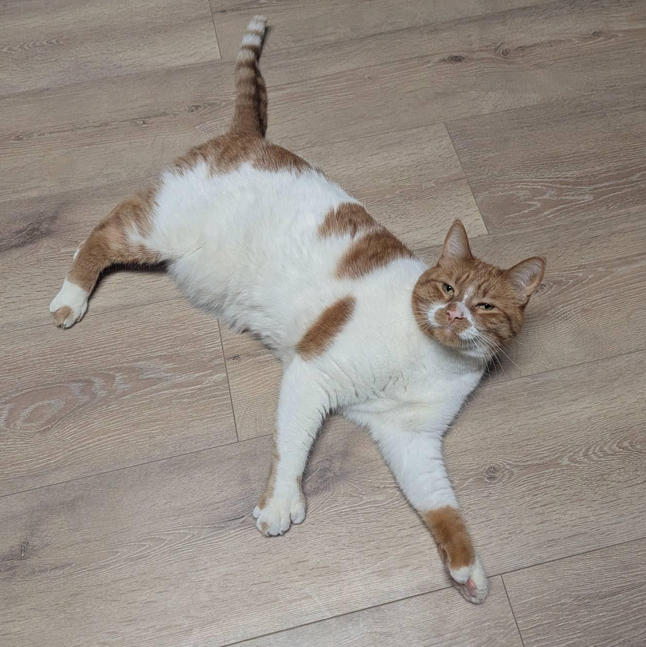 Enlarge Tiny (polydactyl), a ADOPTABLE Domestic Short Hair in Little Falls, MN image 3/6