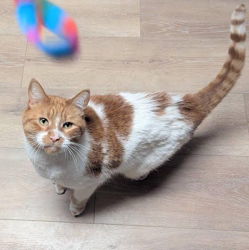 Enlarge Tiny (polydactyl), a ADOPTABLE Domestic Short Hair in Little Falls, MN image 2/6