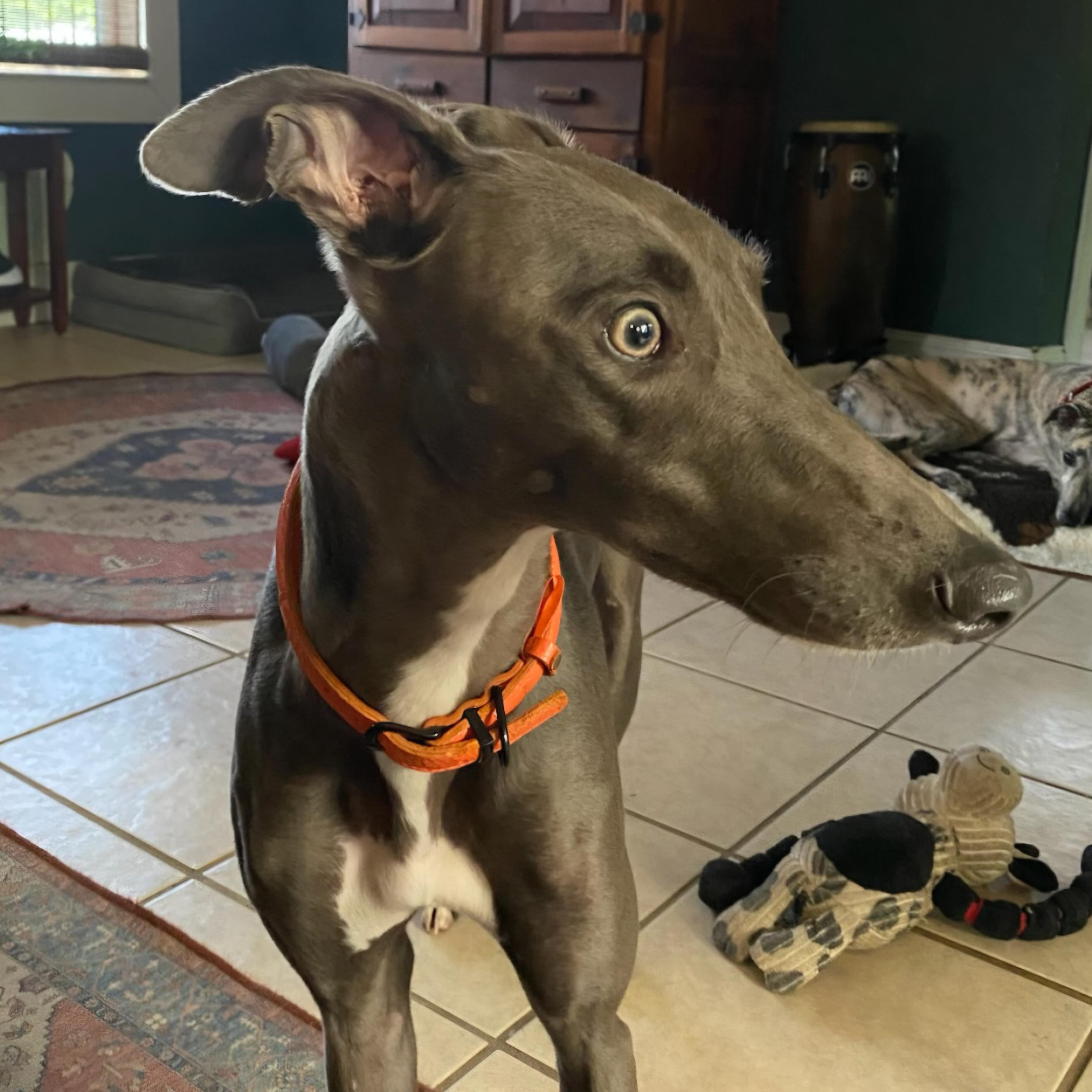 Enlarge Seraphina, a Adoptable Greyhound in Tarpon Springs, FL image 1/6