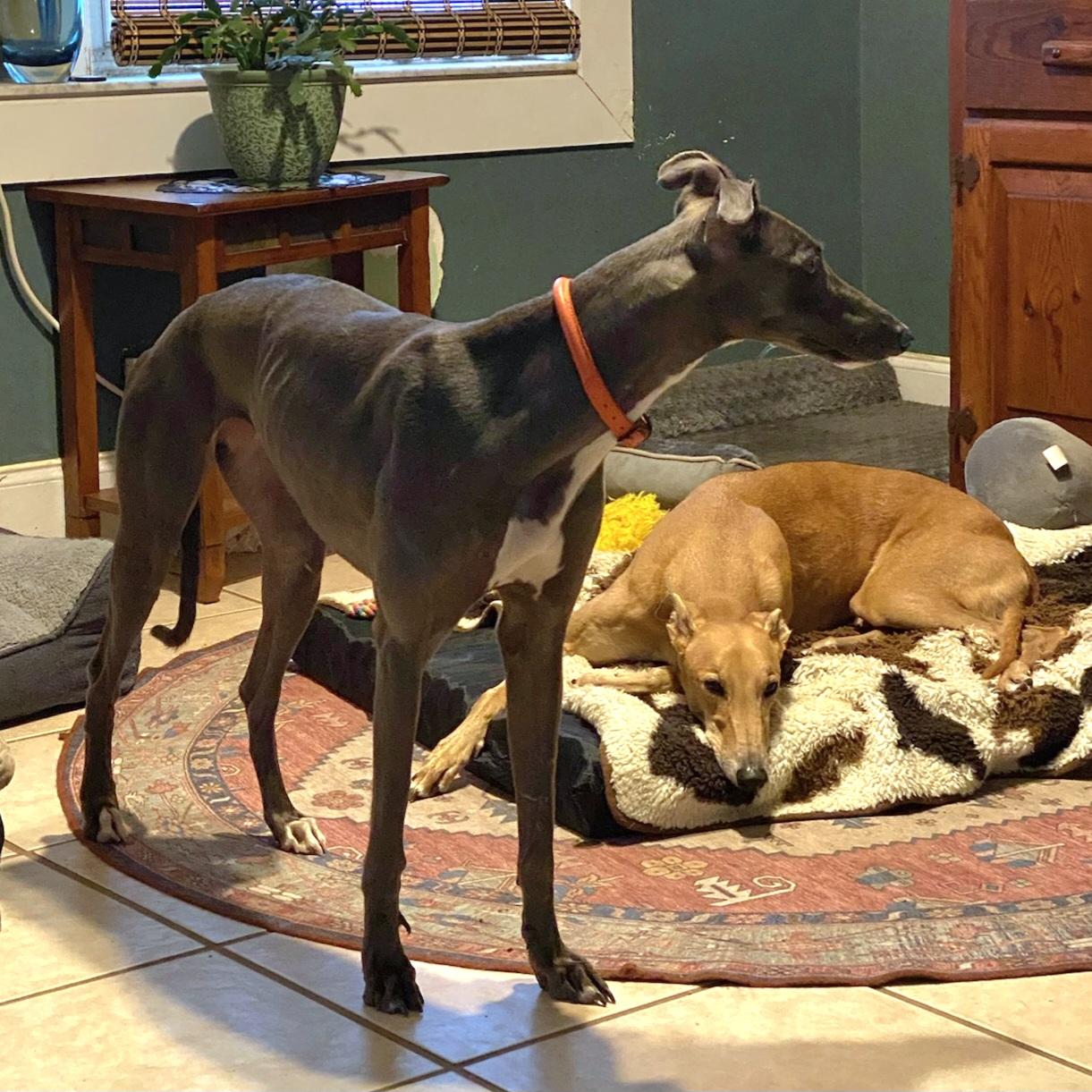 Enlarge Seraphina, a Adoptable Greyhound in Tarpon Springs, FL image 2/6