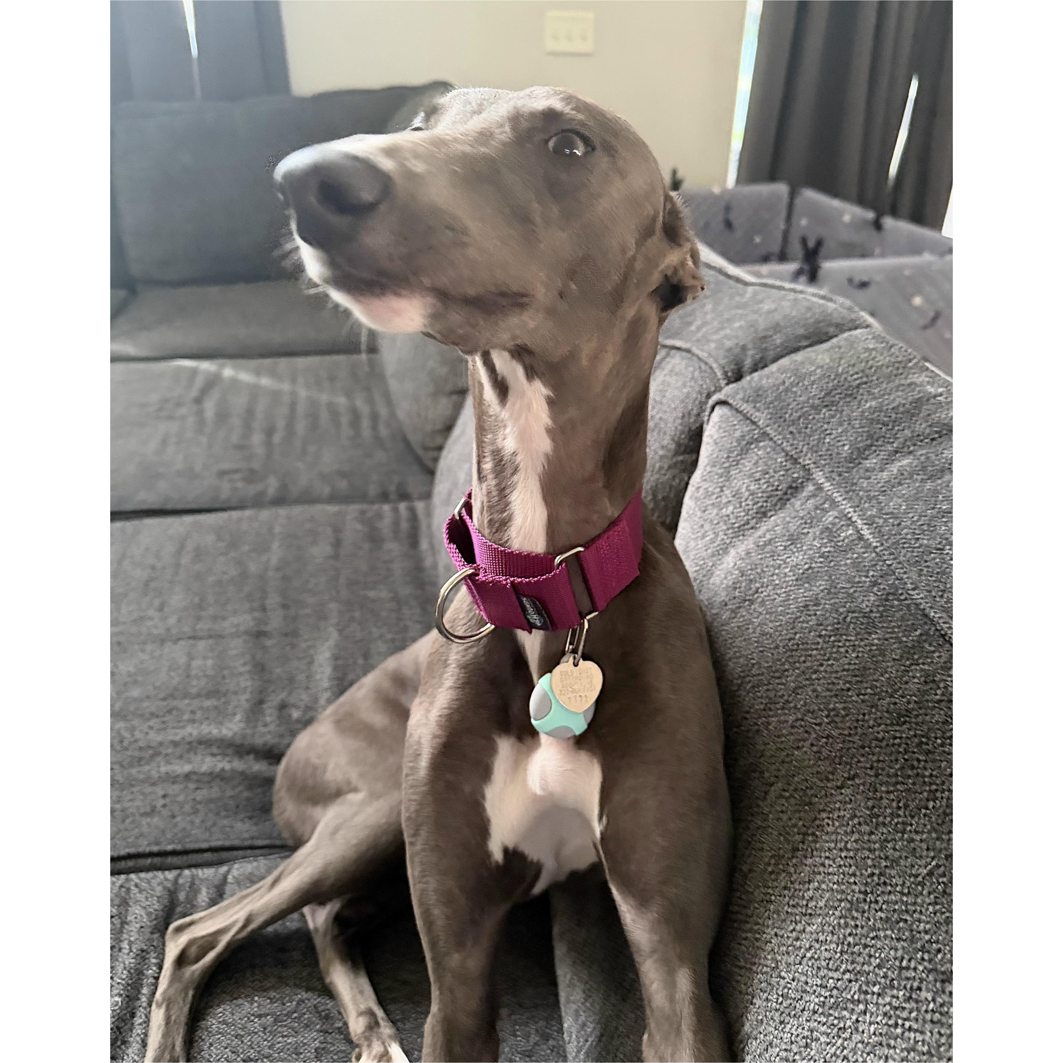 Enlarge Seraphina, a Adoptable Greyhound in Tarpon Springs, FL image 3/6