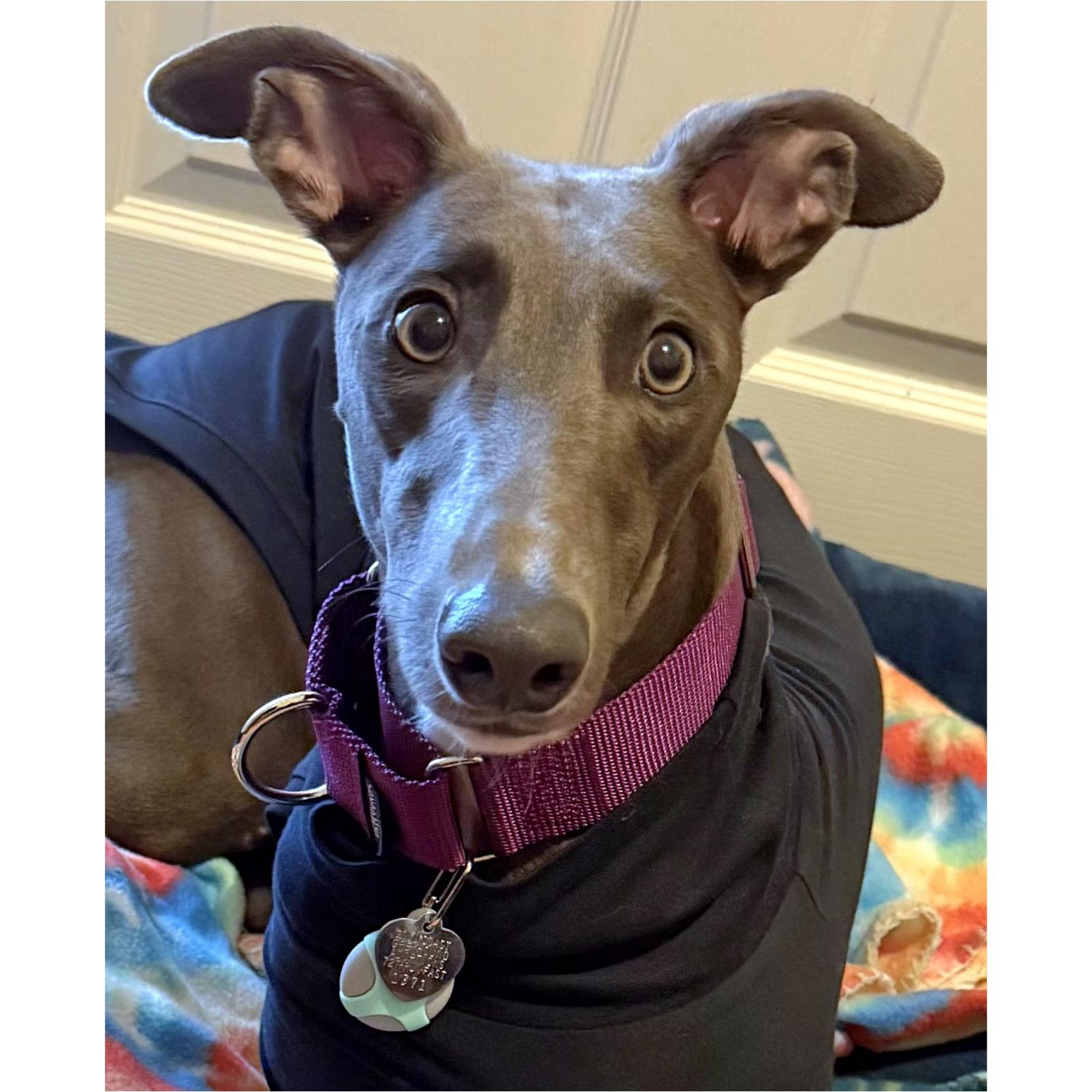 Enlarge Seraphina, a Adoptable Greyhound in Tarpon Springs, FL image 4/6