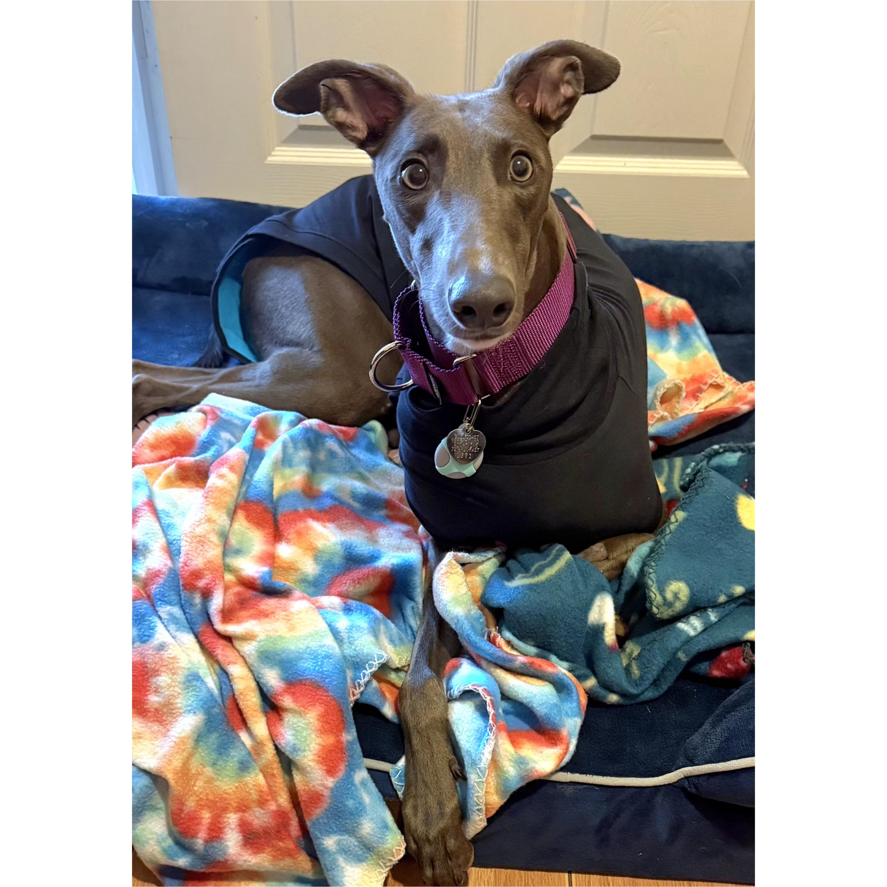 Enlarge Seraphina, a Adoptable Greyhound in Tarpon Springs, FL image 5/6