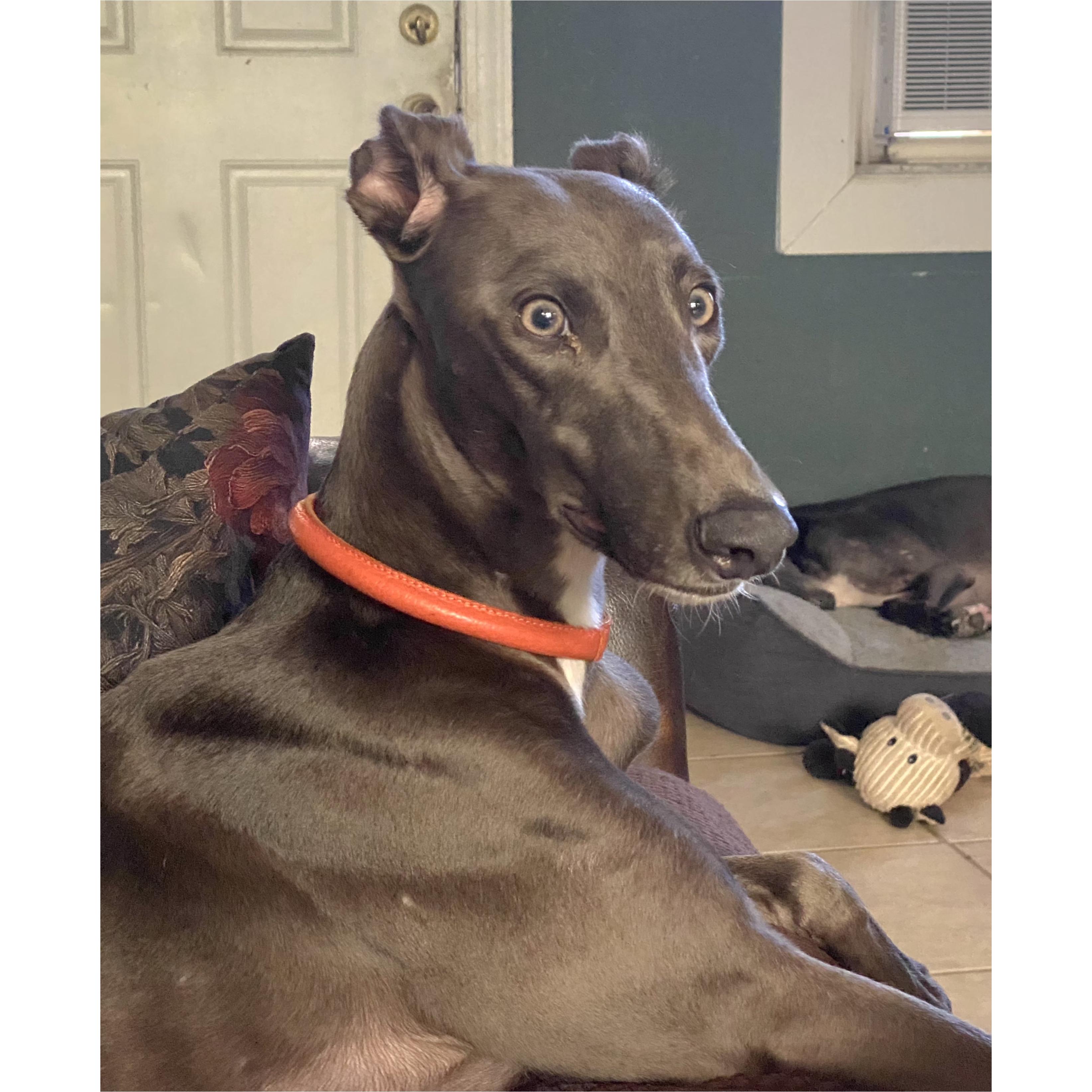 Enlarge Seraphina, a Adoptable Greyhound in Tarpon Springs, FL image 6/6