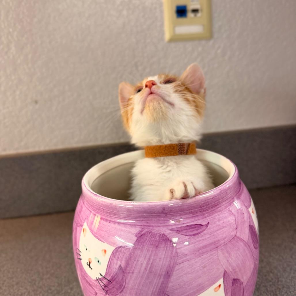 Enlarge Sandy, a Adoptable Domestic Short Hair in Commerce City, CO image 1/6