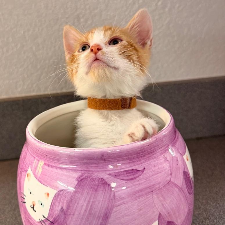 Enlarge Sandy, a Adoptable Domestic Short Hair in Commerce City, CO image 2/6