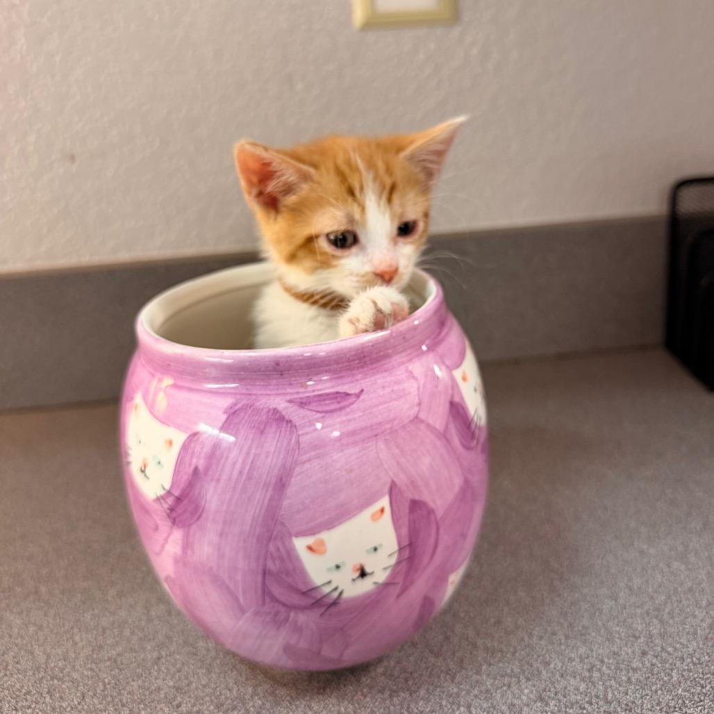 Enlarge Sandy, a Adoptable Domestic Short Hair in Commerce City, CO image 3/6