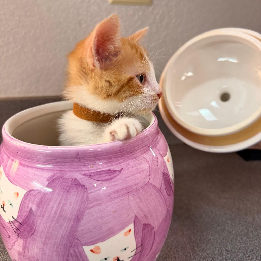 Enlarge Sandy, a Adoptable Domestic Short Hair in Commerce City, CO image 4/6