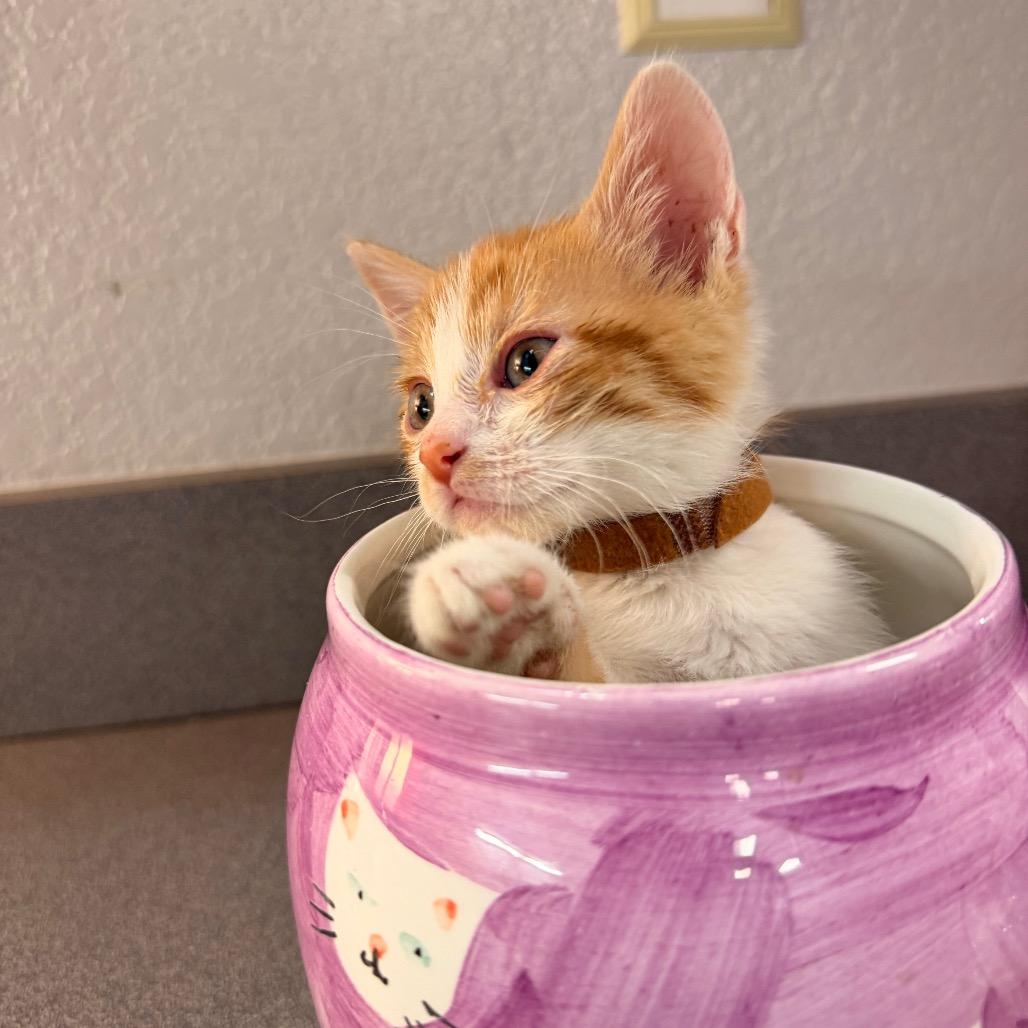 Enlarge Sandy, a Adoptable Domestic Short Hair in Commerce City, CO image 5/6