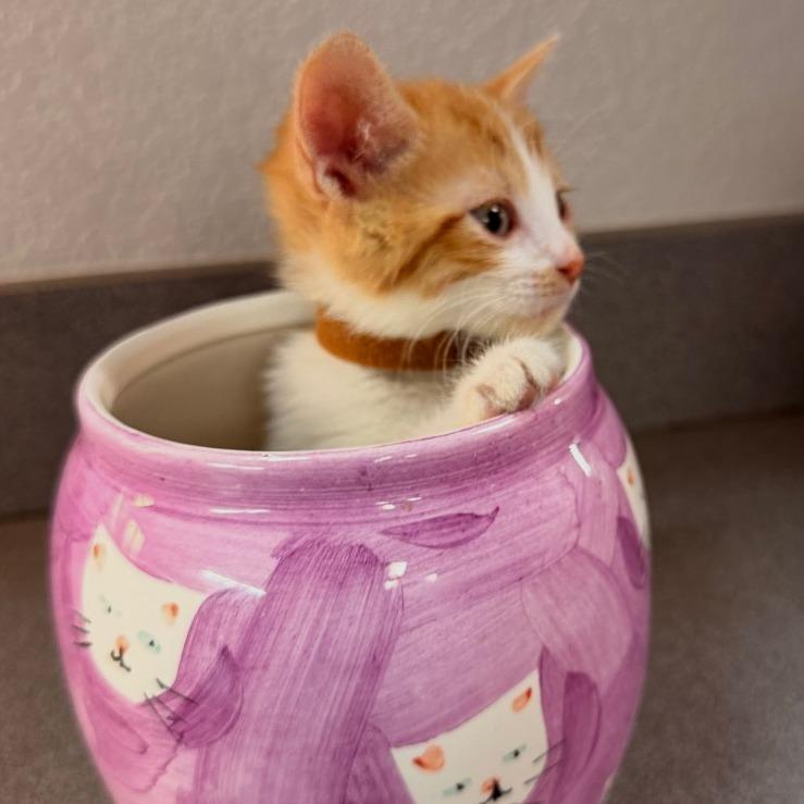 Enlarge Sandy, a Adoptable Domestic Short Hair in Commerce City, CO image 6/6