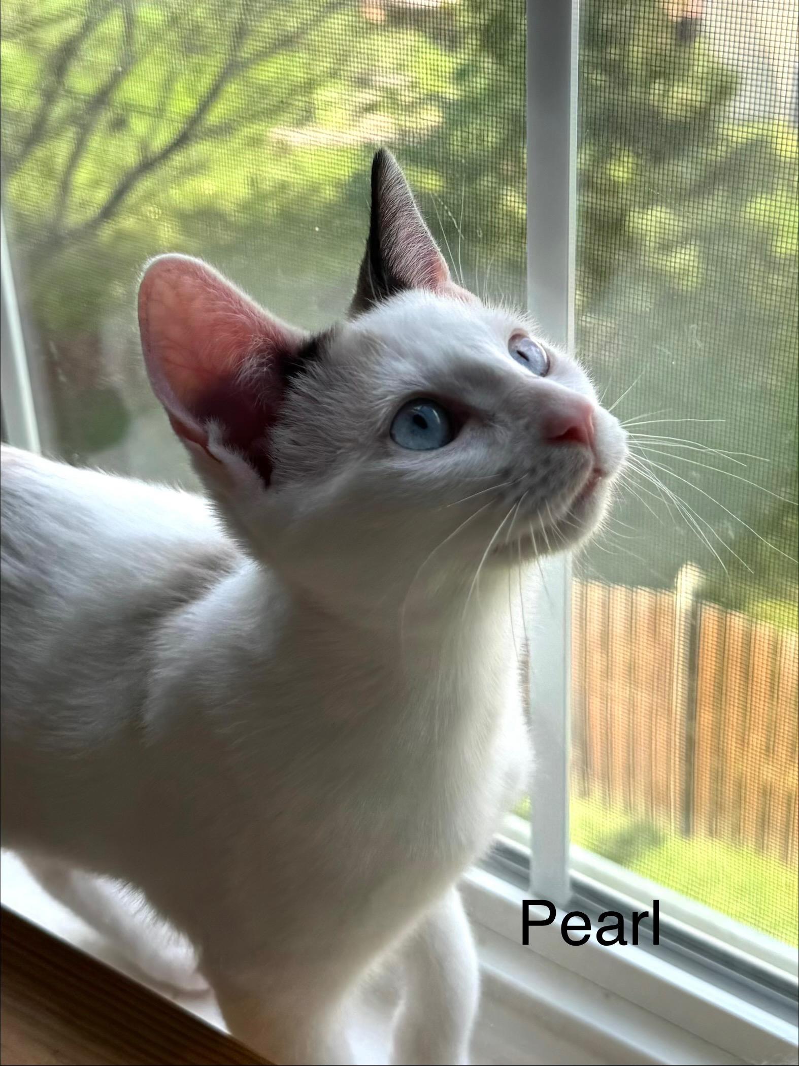 Pearl, ADOPTABLE, Kitten Female Domestic Short Hair.