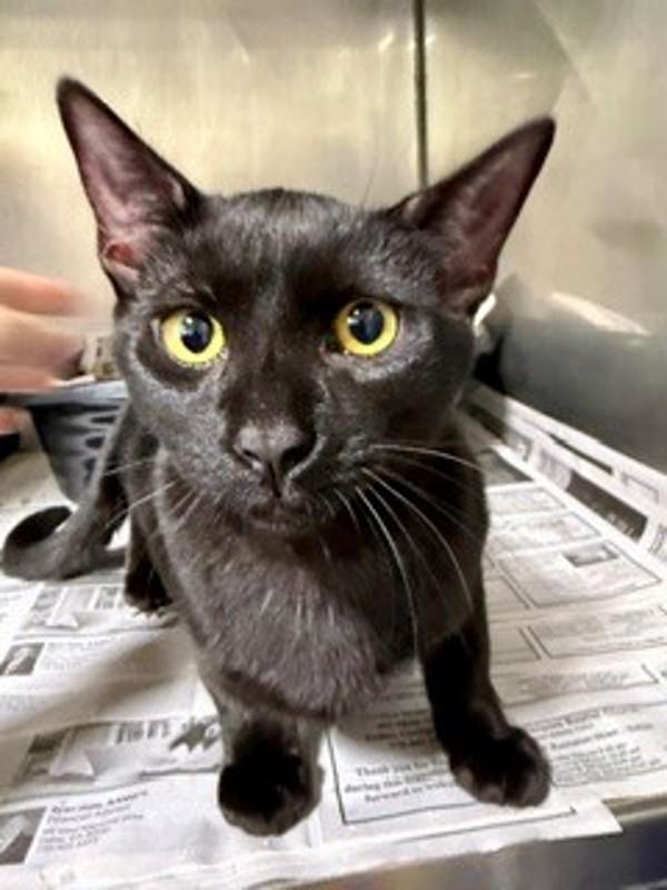 26-09-2664b Thackery, Adoptable, Adult Male Domestic Short Hair.